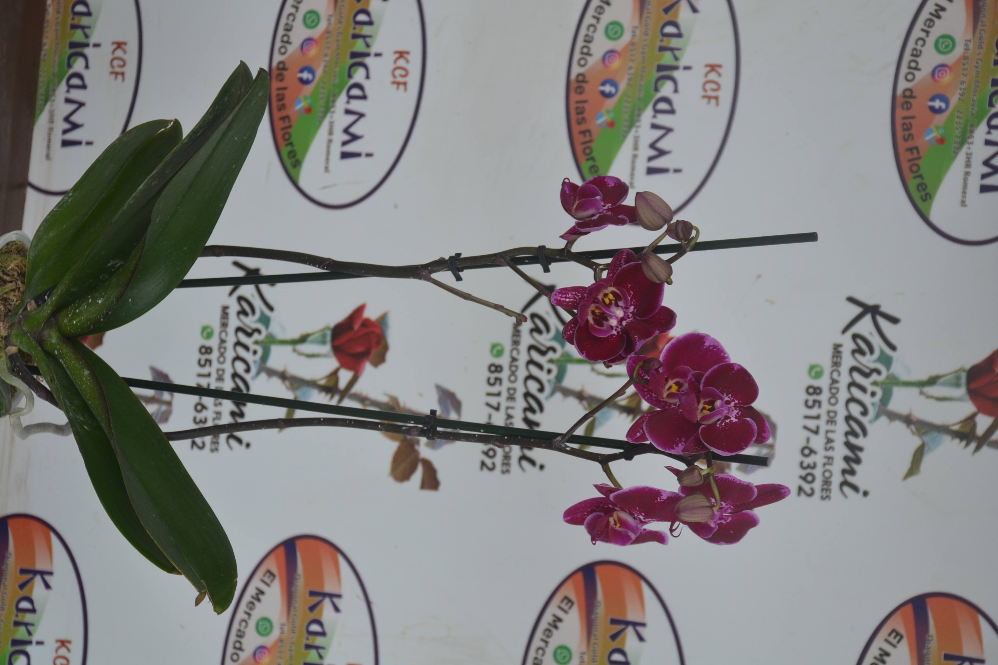 Orquideas arregladas