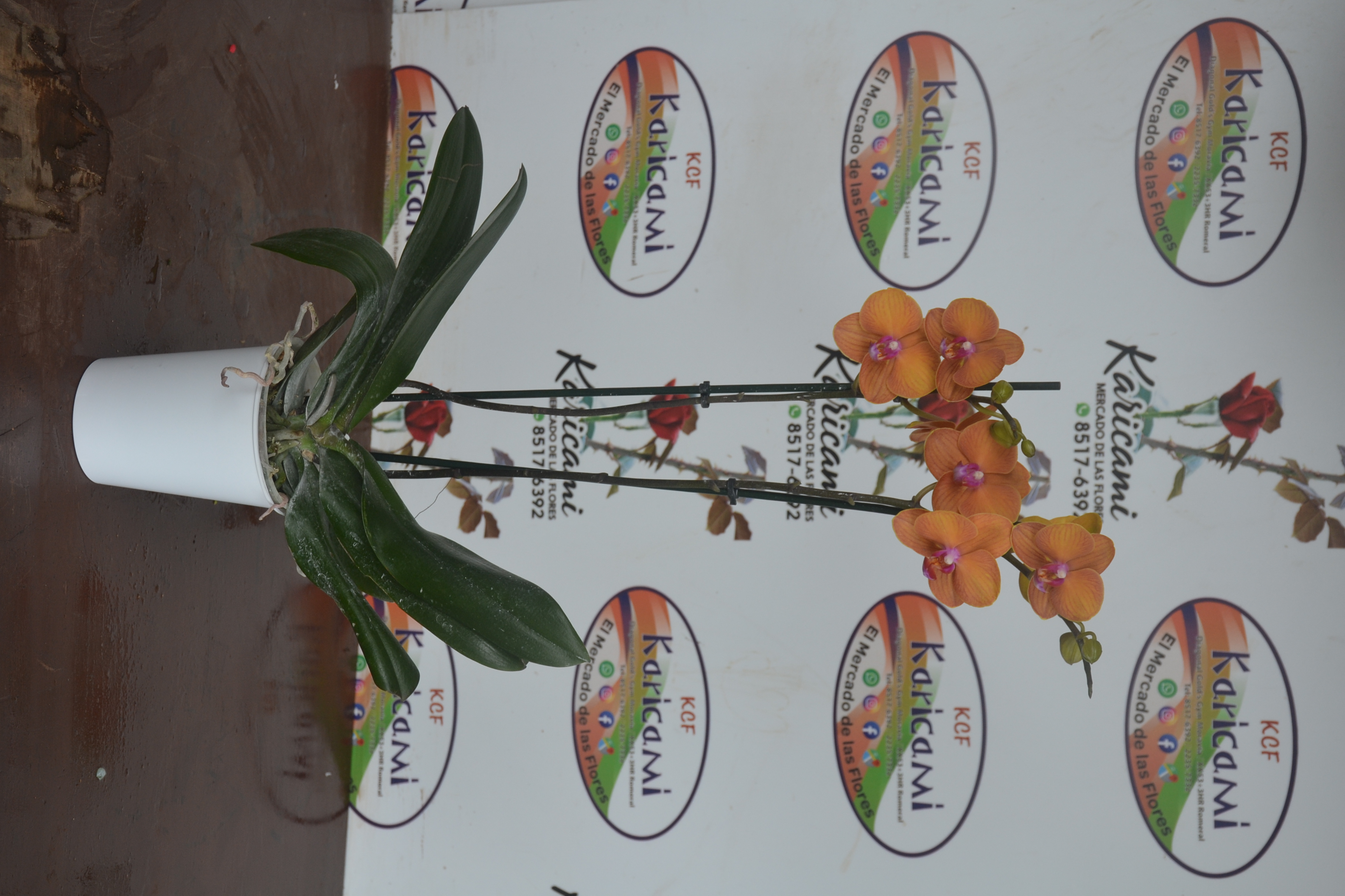 Orquideas arregladas 2