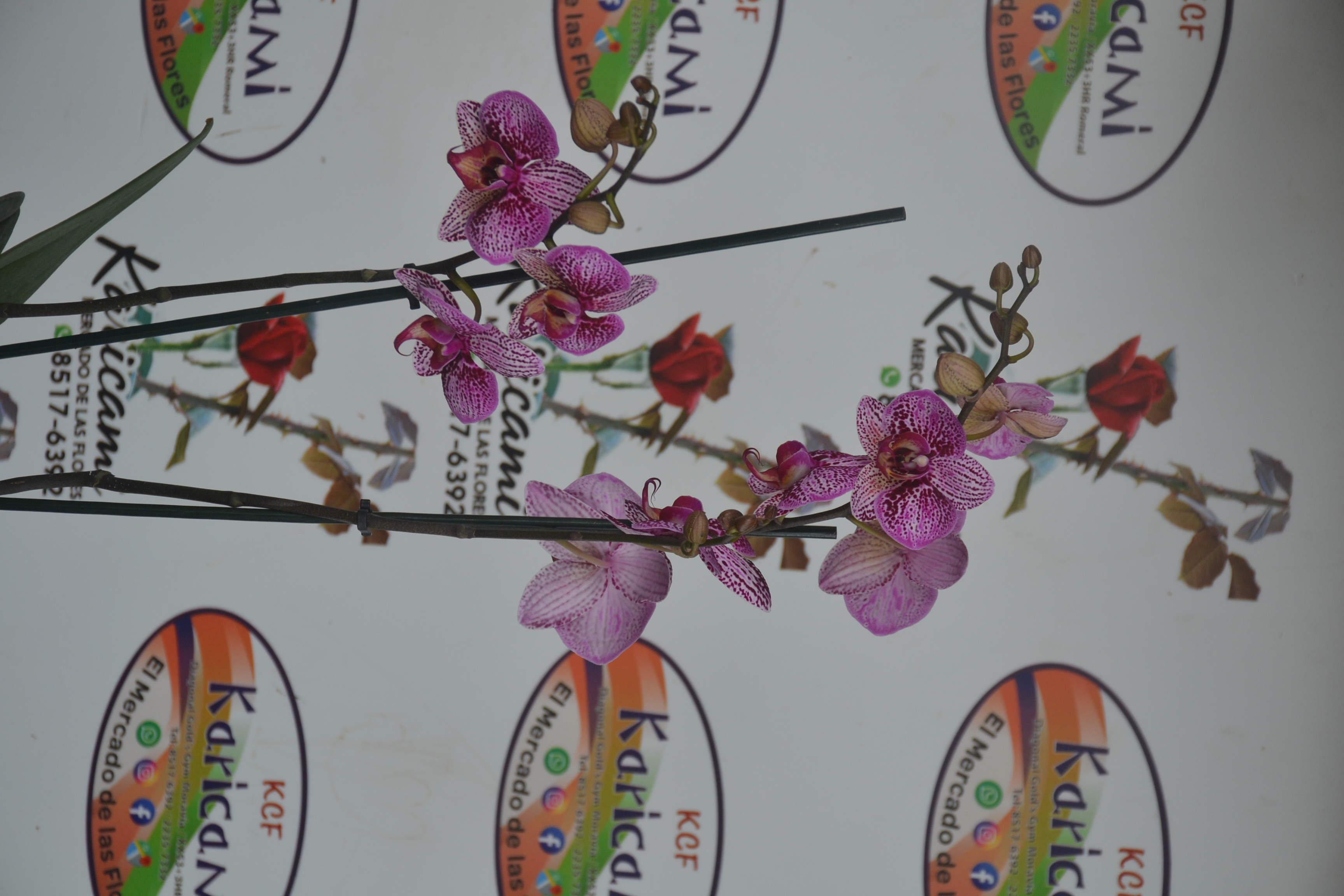 Orquideas arregladas 3